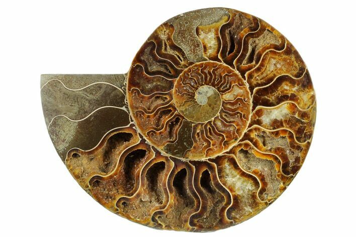 Cut & Polished Ammonite Fossil (Half) - Madagascar #187368